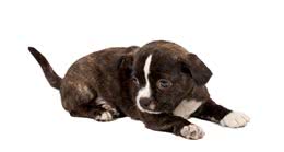 狗狗呕吐的黄水