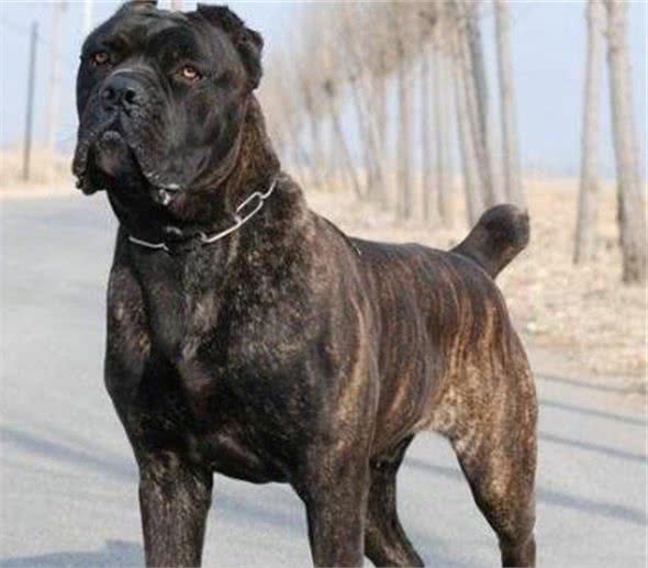 在我国，卡斯罗幼犬的价格，受哪些因素影响？