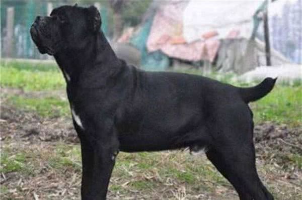 在我国，卡斯罗幼犬的价格，受哪些因素影响？