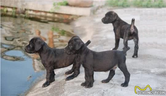 在我国，卡斯罗幼犬的价格，受哪些因素影响？