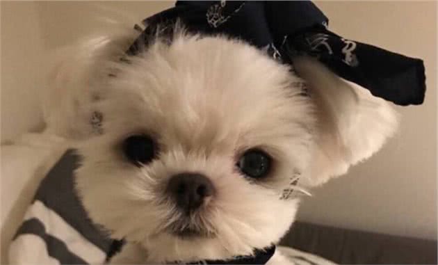 狗狗浑身痒，到处挠？可能是这些原因导致
