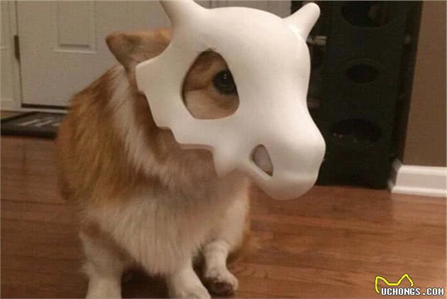 狗狗浑身痒，到处挠？可能是这些原因导致