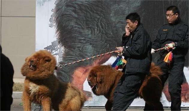 牵狗绳、清粪便，麻烦请做一个合格的“铲屎官”