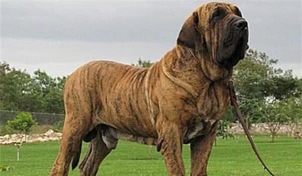 全球10大最凶的狗，土佐犬和比特犬成功入选，你敢养吗？