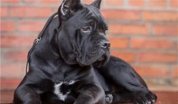 全球10大最凶的狗，土佐犬和比特犬成功入选，你敢养吗？