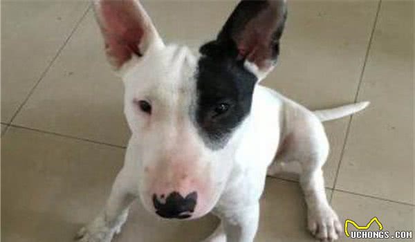 全球10大最凶的狗，土佐犬和比特犬成功入选，你敢养吗？