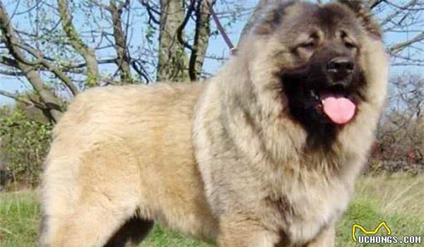 全球10大最凶的狗，土佐犬和比特犬成功入选，你敢养吗？