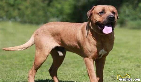 全球10大最凶的狗，土佐犬和比特犬成功入选，你敢养吗？