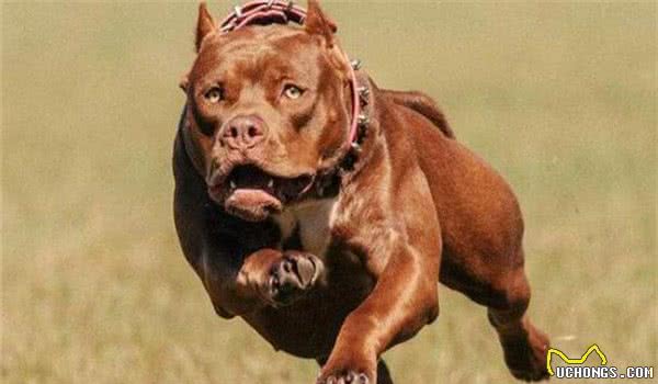 全球10大最凶的狗，土佐犬和比特犬成功入选，你敢养吗？