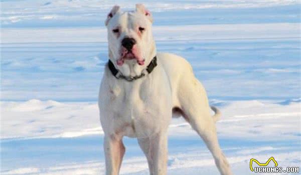 全球10大最凶的狗，土佐犬和比特犬成功入选，你敢养吗？