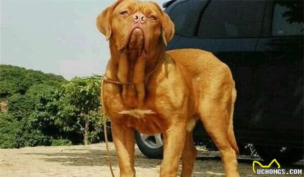 全球10大最凶的狗，土佐犬和比特犬成功入选，你敢养吗？