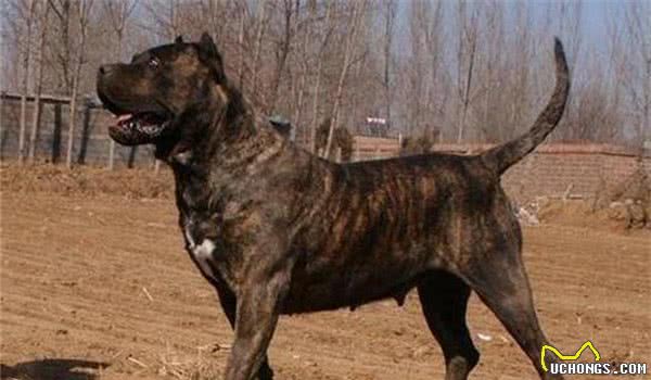 全球10大最凶的狗，土佐犬和比特犬成功入选，你敢养吗？