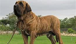 全球10大最凶的狗，土佐犬和比特犬成功入选，你敢养吗？