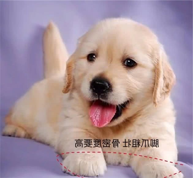 怎么样挑选到品相好的金毛