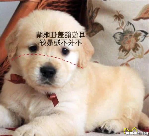 怎么样挑选到品相好的金毛