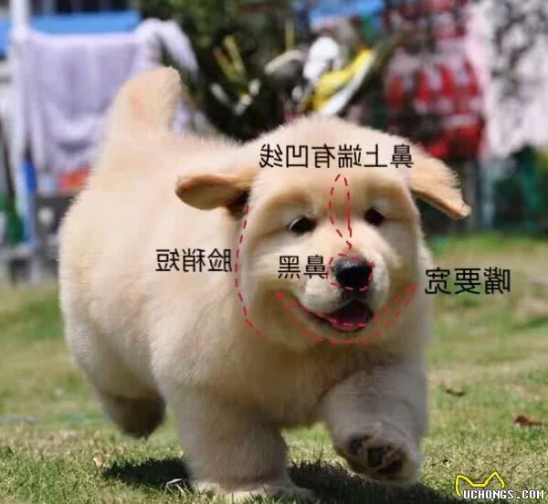 怎么样挑选到品相好的金毛