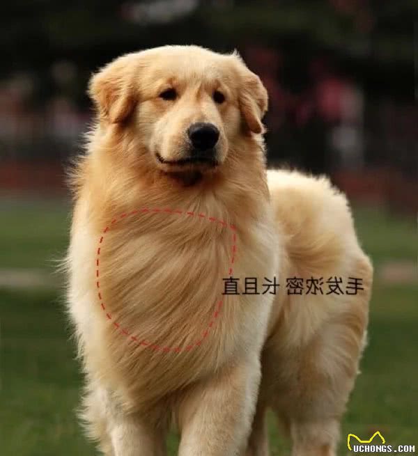 怎么样挑选到品相好的金毛