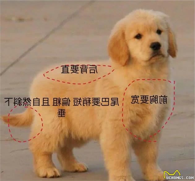 怎么样挑选到品相好的金毛
