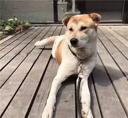 狗狗走失了，通常会躲在这几个地方，注意了
