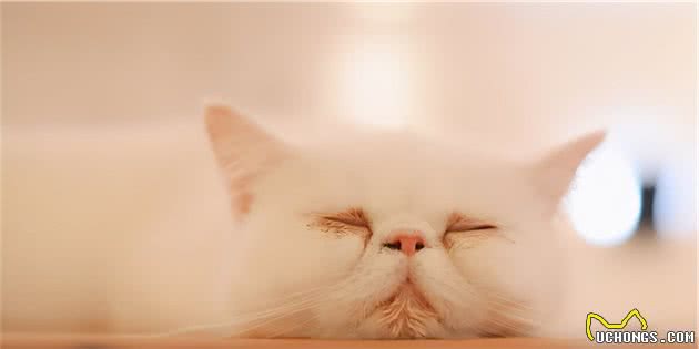 加菲猫被遗弃在雨中，但看到主人留下的字条后，我释然了