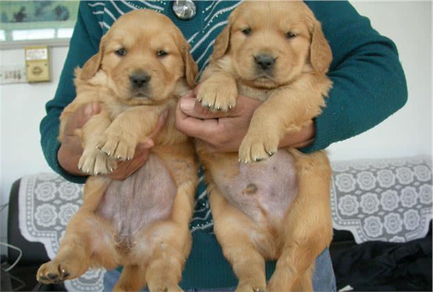 铲屎官养公犬还是母犬好？4点让你做出最好的判断