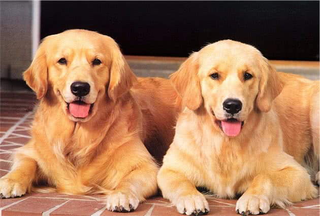 铲屎官养公犬还是母犬好？4点让你做出最好的判断