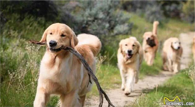 铲屎官养公犬还是母犬好？4点让你做出最好的判断