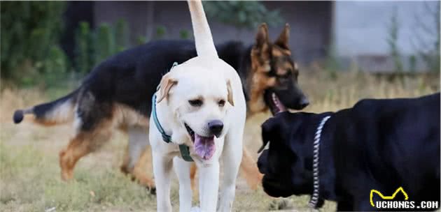铲屎官养公犬还是母犬好？4点让你做出最好的判断