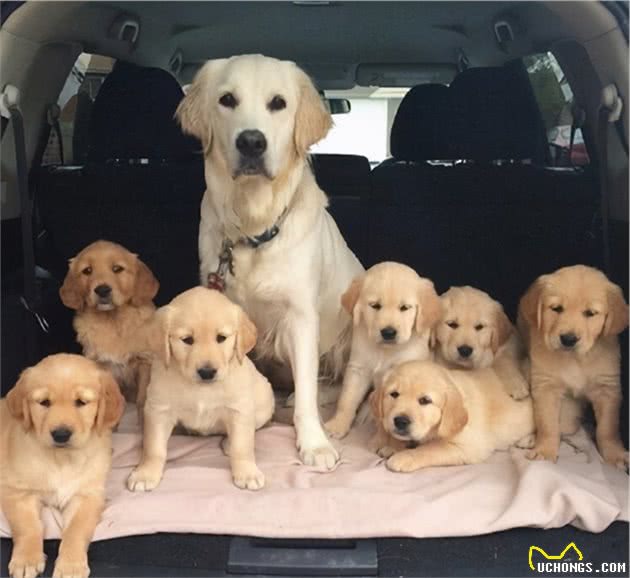 铲屎官养公犬还是母犬好？4点让你做出最好的判断