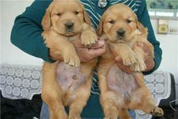 铲屎官养公犬还是母犬好？4点让你做出最好的判断