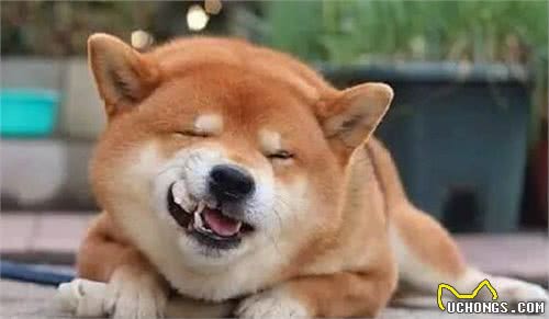 柴犬专栏｜希望这些饲养误区，你都没有