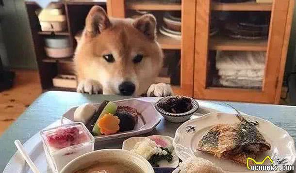 柴犬专栏｜希望这些饲养误区，你都没有