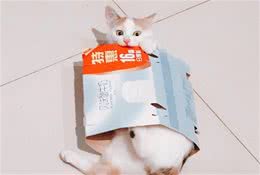 还在嫌弃中华田园猫土？你怕是没听过他们的古风花名
