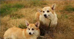 法国斗牛犬具有中国血统！柯基原来是牧牛犬！科普狗狗背后的真相