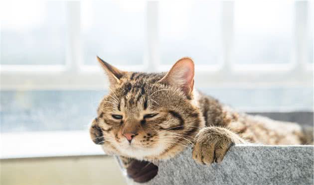 猫咪大便有血怎么办？别慌，对症下药是关键
