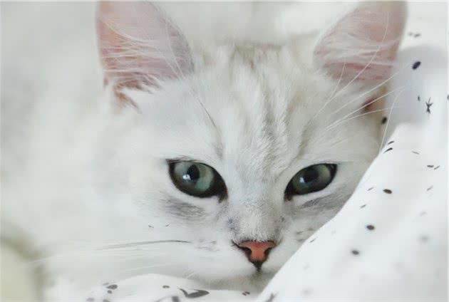 猫咪大便有血怎么办？别慌，对症下药是关键