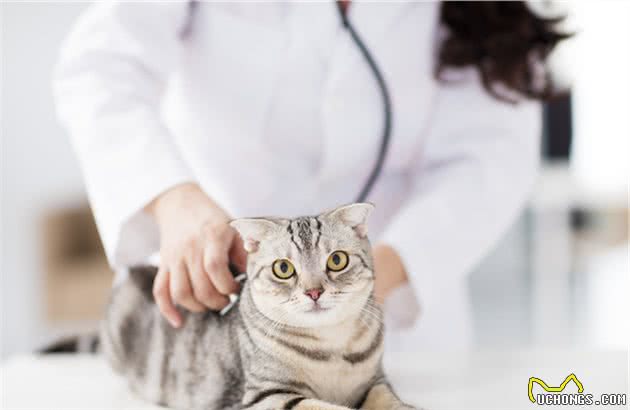 猫咪大便有血怎么办？别慌，对症下药是关键