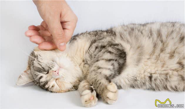 猫咪大便有血怎么办？别慌，对症下药是关键