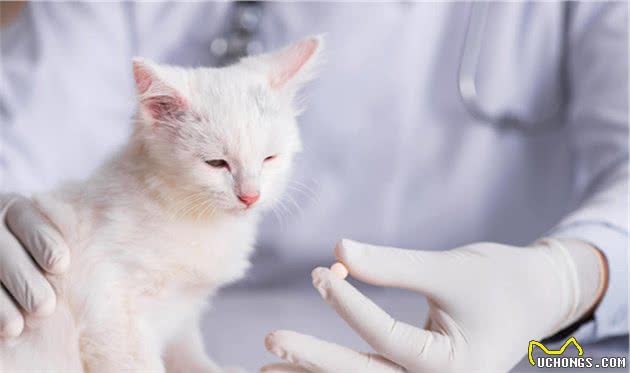 猫咪大便有血怎么办？别慌，对症下药是关键