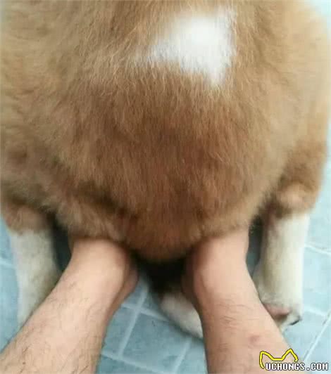 女生和狗狗睡觉的好处这么多，难怪她们都不拒绝
