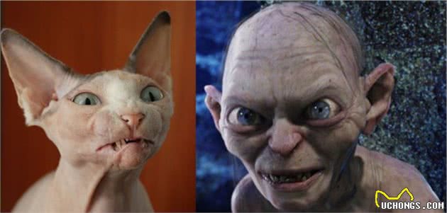 ta很丑，可是ta很温柔，自带“裸奔”效果的加拿大无毛猫