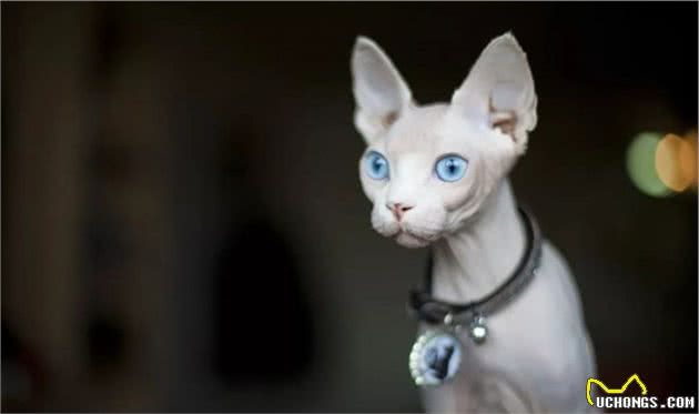 ta很丑，可是ta很温柔，自带“裸奔”效果的加拿大无毛猫