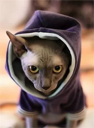 ta很丑，可是ta很温柔，自带“裸奔”效果的加拿大无毛猫