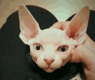 ta很丑，可是ta很温柔，自带“裸奔”效果的加拿大无毛猫