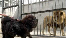 攻击性最强的8种狗狗：中国犬上榜