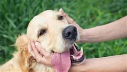 你家狗狗是如何对着你撒娇的？这7种全都有，那它真的很爱你