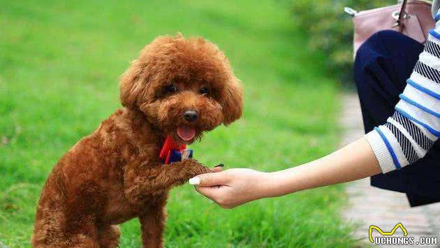 养泰迪犬，每天都要做的七件事，漏做一件都是不合格的主人