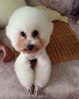 比熊泪痕如何去掉？比熊犬泪痕严重怎么办？