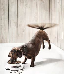 狗狗为什么会摇尾巴？要表达什么？