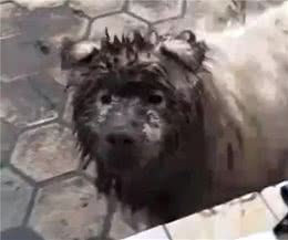 一到夏天，我就后悔养狗...